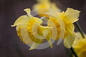 Macro photo of a Daffodil blooming in the spring during Easter