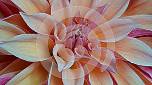 Macro photo of a dahlia in beige and pink color, formal ornamental type. Beautiful flower banner, close-up. Selective focus. Petal