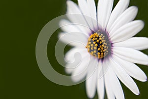 Macro photo of a daisy