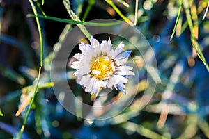 Macro photo of a daisy flower.
