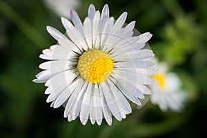 Macro photo of daisy flower