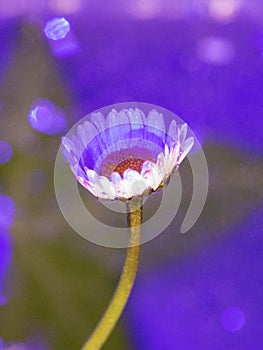 Daisy taken in macro with a flattering lighting photo