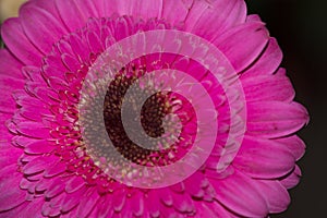 Macro photo from daisy gerber flower close up view