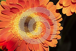 Macro photo from daisy gerber flower close up view