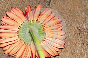 Macro photo from daisy gerber flower close up view