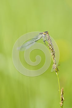 Macro Photo of Damselfly with Yellow Eyes.