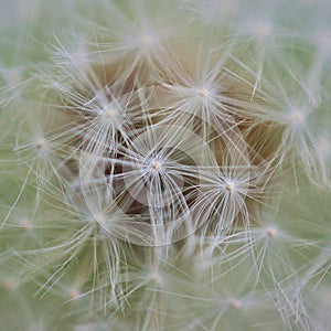 Macro photo of dandelion