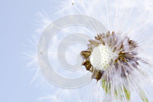 Macro photo of a dandelion on a blue background with space for a copy.