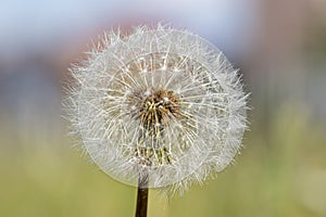 Macro photo of dandelion flower in focus and bokeh background in spring