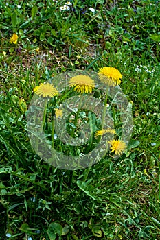 Macro Photo of a dandelion plant