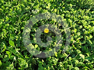 Macro Photo of a dandelion plant. Dandelion plant with a fluffy yellow bud. Yellow dandelion flower