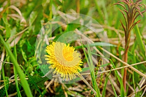 Macro Photo of a dandelion plant. Dandelion plant with a fluffy yellow bud. Yellow dandelion flower growing in the ground