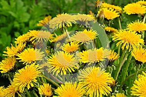 Macro Photo of a dandelion plant. Dandelion plant with a fluffy yellow bud. Yellow dandelion flower growing in the ground