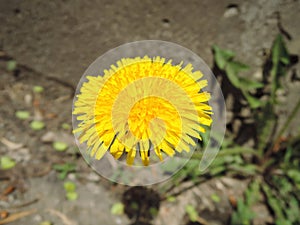 Macro Photo of a dandelion plant. Dandelion plant with a fluffy yellow bud. Yellow dandelion flower growing in the ground.