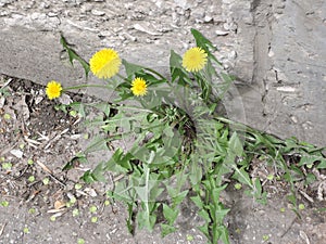 Macro Photo of a dandelion plant. Dandelion plant with a fluffy yellow bud. Yellow dandelion flower growing in the ground.