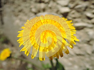 Macro Photo of a dandelion plant. Dandelion plant with a fluffy yellow bud. Yellow dandelion flower growing in the ground.