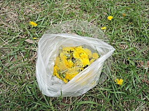 Macro Photo of a dandelion plant. Dandelion plant with a fluffy yellow bud. Yellow dandelion flower growing in the ground.