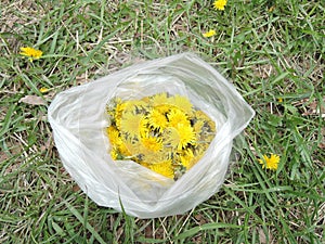 Macro Photo of a dandelion plant. Dandelion plant with a fluffy yellow bud. Yellow dandelion flower growing in the ground.