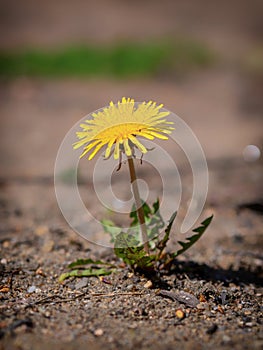 Macro Photo of a dandelion plant. Dandelion plant with a fluffy yellow bud. Yellow dandelion flower growing in the ground