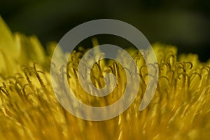 Macro Photo of a dandelion plant. Yellow flower texture, background.