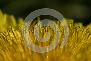 Macro Photo of a dandelion plant. Yellow flower texture, background.