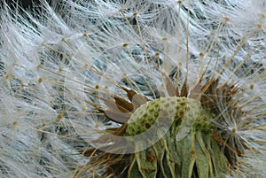 Macro photo of a dandelion seedhead with partially remaining seeds
