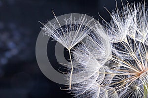 macro photo of dandelion seeds with drops