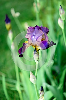 Macro photo of a dark iris. A beautiful summer flower. Background in blur.