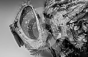 Macro Photo of Dead Housefly Isolated on Background, Black and White