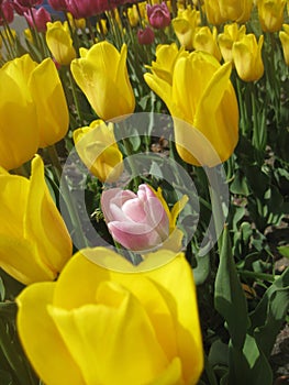 Macro photo with a decorative background of beautiful bright spring flowers with yellow petals of a herbaceous Tulip plant