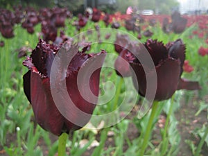 Macro photo with a decorative background of beautiful dark red flowers of the Tulip plant during spring flowering for landscaping