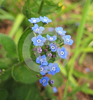 Macro photo with a decorative background of beautiful delicate blue flowers of a herbaceous forest wild plant forget-me-nots