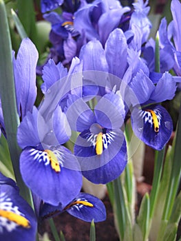 Macro photo with a decorative background of a beautiful delicate purple shade of the color of iris flower petals for design