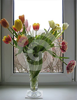 Macro photo with a decorative background of beautiful delicate Tulip flowers in a bouquet in a crystal vase