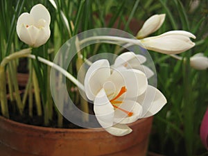 Macro photo with a decorative background of beautiful delicate white flowers of the crocus plant during the spring flowering