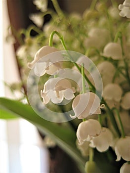 Macro photo with decorative background of beautiful delicate white flowers of Lily of the valley plant for landscaping