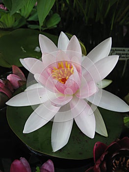 Macro photo with a decorative background of beautiful flowers of a water lily plant with different colored petals for landscape