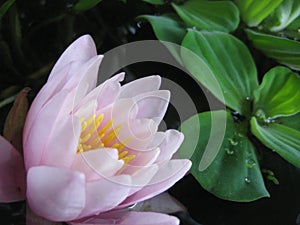 Macro photo with a decorative background of beautiful flowers of a water lily plant with different colored petals for landscape