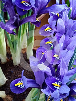 Macro photo with a decorative background of beautiful purple flowers of the iris plant during the summer flowering period