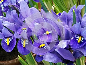 Macro photo with a decorative background of beautiful purple flowers of the iris plant during the summer flowering period