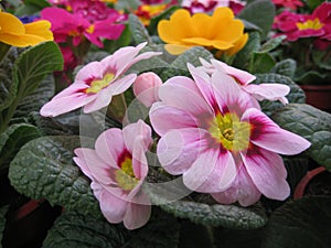 Macro photo with decorative background of beautiful undersized flowers of herbaceous plants primrose for landscaping