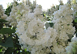 Macro photo with decorative background of beautiful white flowers of lilac tree branch during
