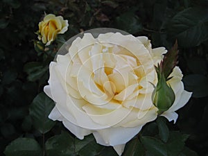 Macro photo with a decorative background of beautiful white Terry flowers of the Bush rose plant for landscape design