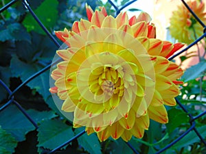 Macro photo with a decorative background of a beautiful yellow Dahlia flower