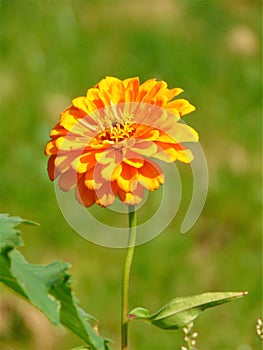 Macro photo with a decorative background of a beautiful yellow flower of a herbaceous plant for garden landscape design