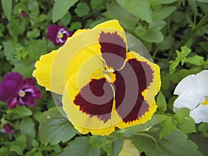 Macro photo with a decorative background of beautiful yellow flowers of the herbaceous plant viola tricolor for garden landscape