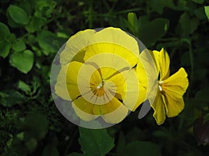 Macro photo with a decorative background of beautiful yellow flowers of the herbaceous plant viola tricolor for garden landscape