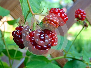 Macro photo with a decorative background of bright red fruit varietal berry vines plants raspberry