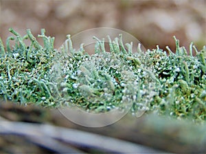 Macro photo with decorative background of forest green plant moss family Bryophyta