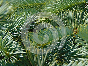 Macro photo with a decorative background of green branches of a fir tree for design